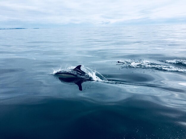 Un dauphin nageant en mer