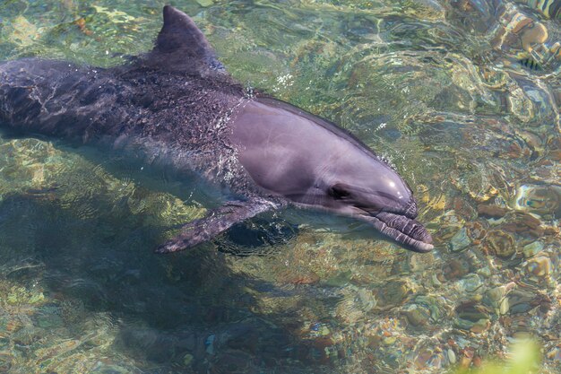 Dauphin nageant et souriant en mer Rouge Israël Dolphin Reef où les grands dauphins dans le golfe d'Eilat près de la ville d'Eilat vue de dessus haut Dauphin commun nageant Dauphin sous l'eau