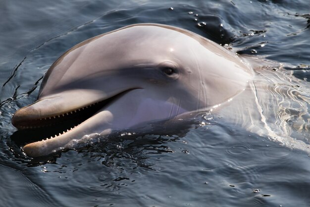 Photo le dauphin à nez de bouteille ou tursiops truncatus