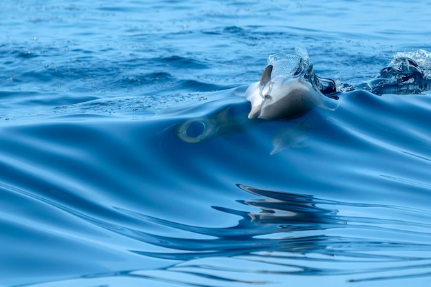 Photo un dauphin rayé sautant hors de la mer