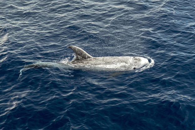 Le dauphin Risso Grampus en Méditerranée