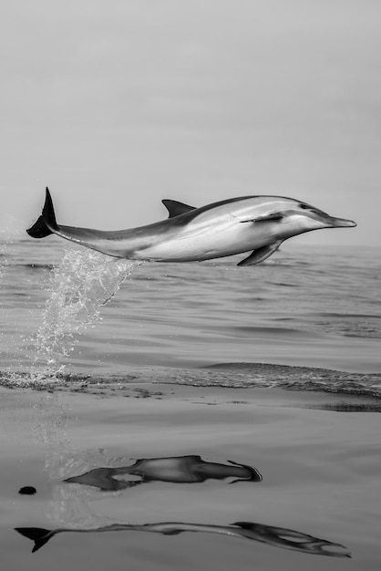 Photo un dauphin sautant dans la mer contre le ciel