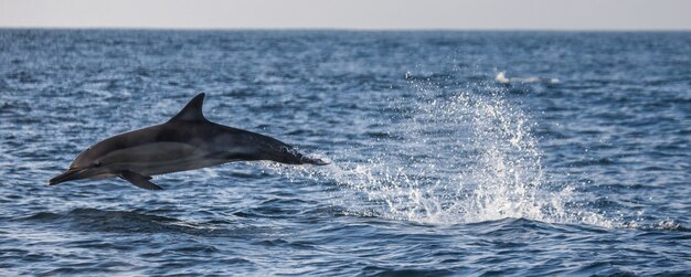 Le dauphin saute hors de l'eau