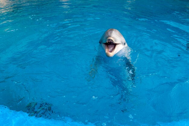 Un dauphin à la surface d'une piscine avec la bouche ouverte