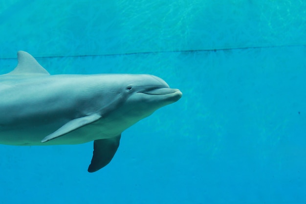 dauphins dans l&#39;aquarium