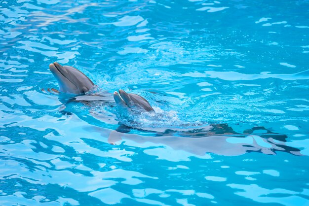 Dauphins jouant dans la piscine