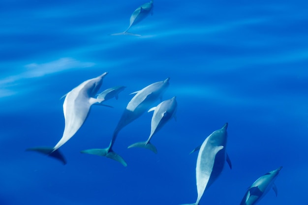 Dauphins à long bec au large de Kauai