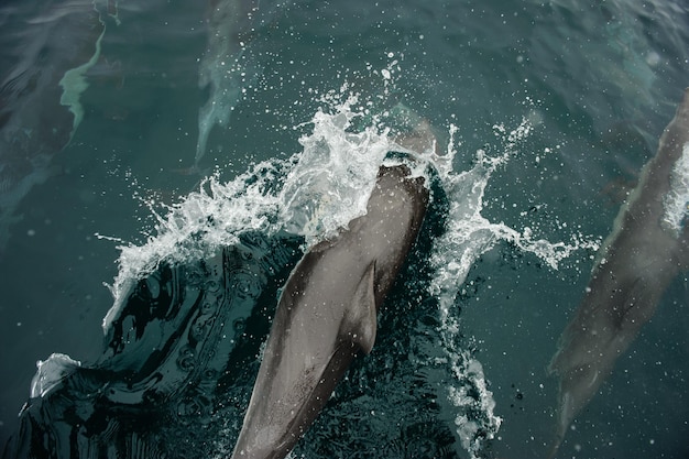 Photo des dauphins nageant dans l'eau