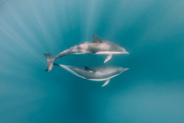 Photo des dauphins nageant dans la mer.