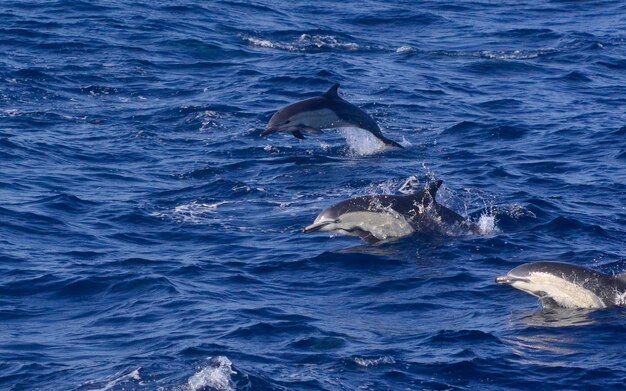 Des dauphins nageant en mer