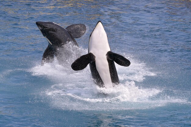 Photo les dauphins nagent dans la piscine de près.