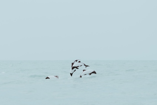 Des dauphins plongent dans la mer contre le ciel.