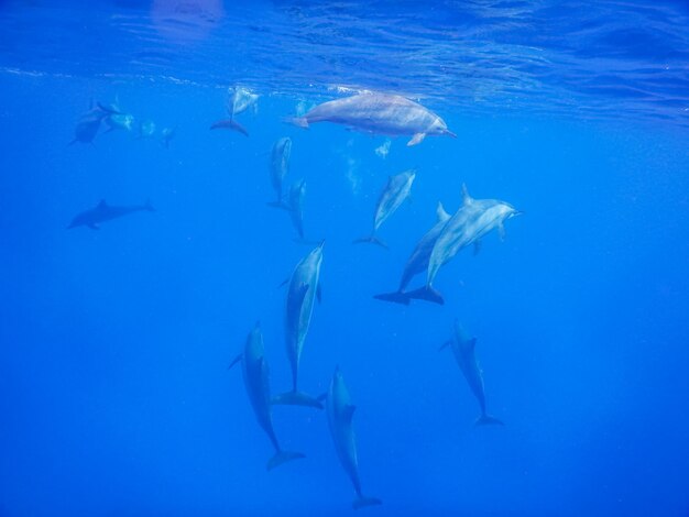 Les dauphins s'éloignent dans l'eau bleue en Egypte