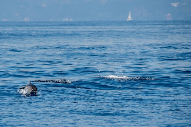 Dauphins en sautant dans la mer d'un bleu profond