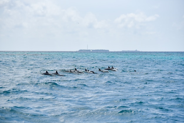 Dauphins sautant par vagues déferlantes sur la mer aux Maldives