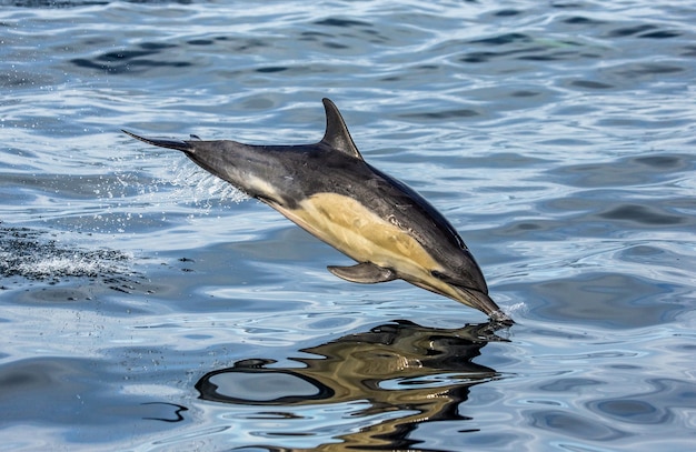 Les dauphins sautent hors de l'eau