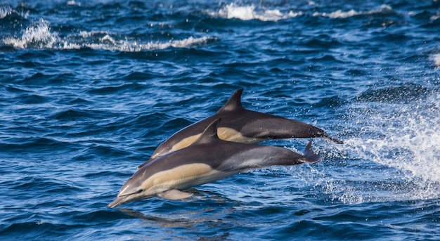 Les dauphins sautent hors de l'eau