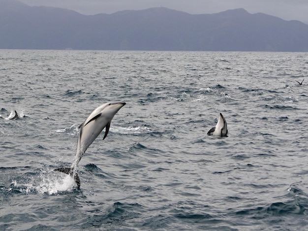 Des dauphins sautent sur la mer contre les montagnes.