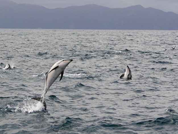 Photo des dauphins sautent sur la mer contre les montagnes.