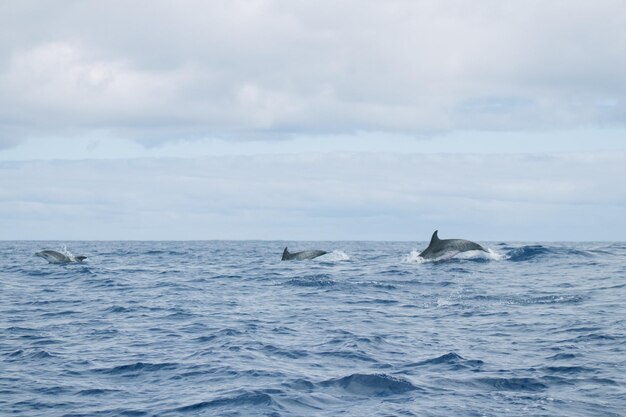 Photo dauphins tachetés de l'atlantique