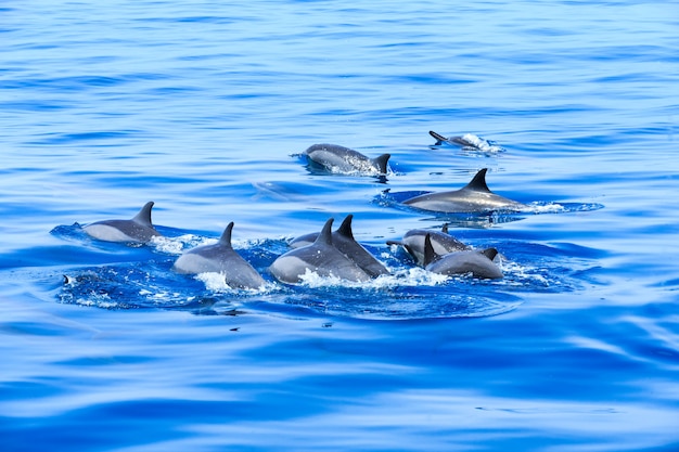 dauphins