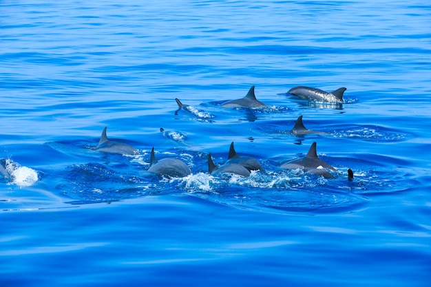 dauphins