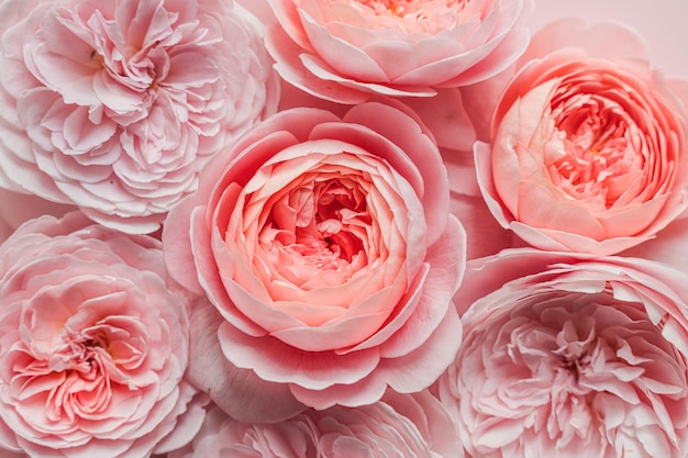 David austin roses sur le fond rose pour le design