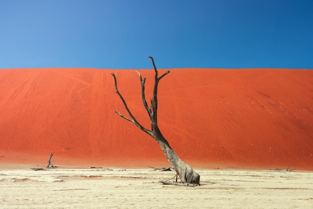 Dead camel thorn tree et les dunes rouges de Deadvlei en Namibie