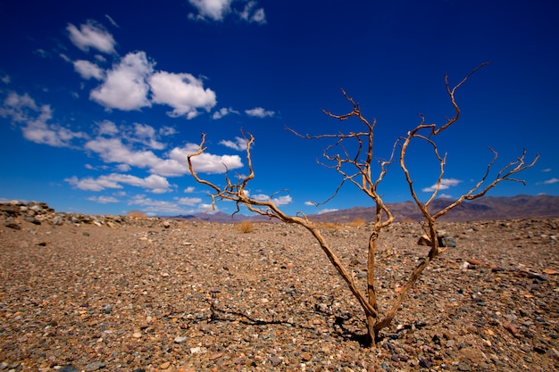 Death Valley National Park, Californie, branches séchées