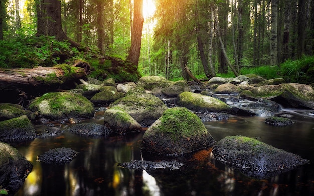 Débit D'eau Du Ruisseau De La Rivière Forest. Beau Paysage