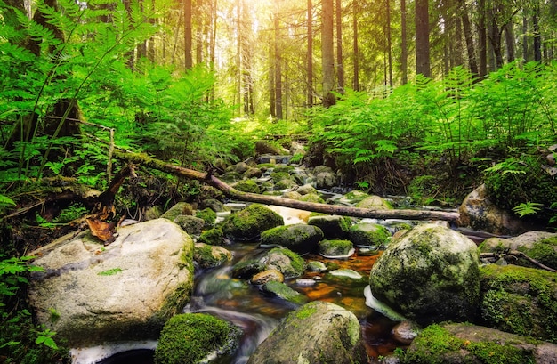 Débit d'eau du ruisseau de la rivière de la forêt Beau paysage d'été avec des pierres d'arbres et de l'eau qui coule par temps ensoleillé