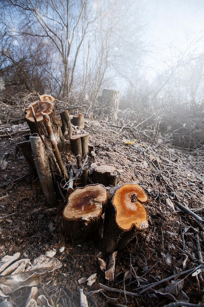 Déboisement pour le bois de chauffage Blackout Préparation des broussailles pour la fournaise d'hiver