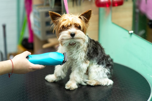 Le début de la coupe de cheveux yorkshire terrier dans le salon de toilettage sur la table