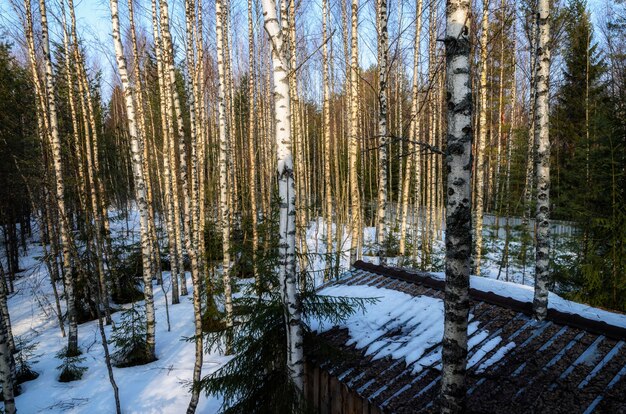 Début du printemps dans la forêt russe