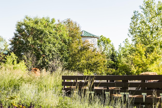 Début de l'été dans le potager urbain.