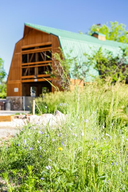 Début de l'été dans le potager urbain.