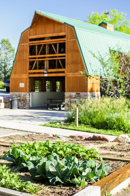 Début de l'été dans le potager urbain.