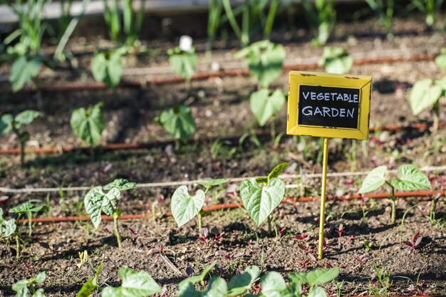 Début de l'été dans le potager urbain.