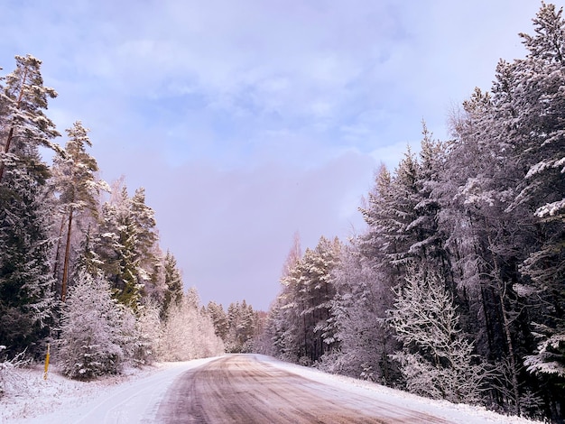 Début de l'hiver Première neige sur les branches d'arbres le long de la route Studio Photo