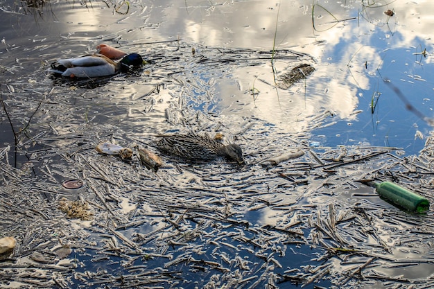 Déchets et flotteur en plastique dans un étang avec un canard