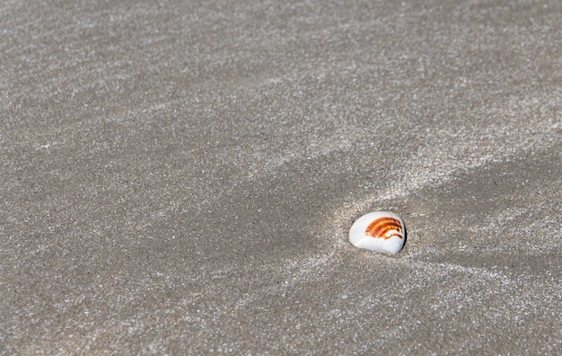 Déchets Sur Une Plage De Sable Montrant Un Problème De Pollution Environnementale