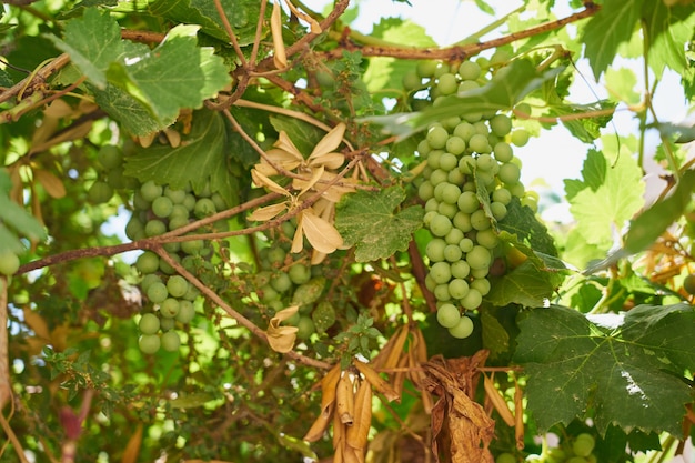 La déchirure des raisins verts mûrs qui poussent dans le vignoble.