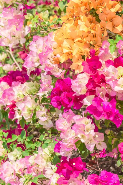 décor de bougainvilliers colorés dans le jardin