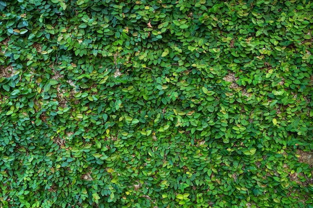 Le décor de la cour. Moulin envahi de plantes vertes