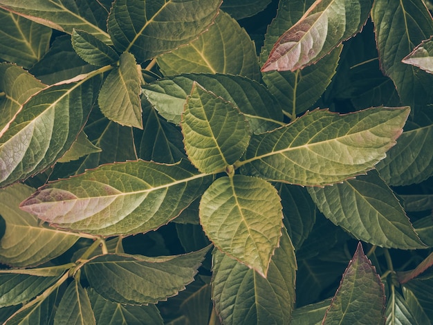 Décor de nature pour la présentation de cosmétiques naturels ou de papier peint de bureau Feuilles vert foncé Texture de feuille abstraite Arrière-plan Art foncé Moodie floral Ton vintage Disposition créative pour vos produits