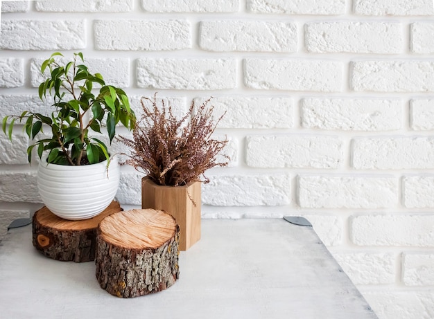 Décor naturel à l'intérieur de la maison. Plante de ficus dans un pot et une souche d'arbre sur fond de mur de briques blanches.