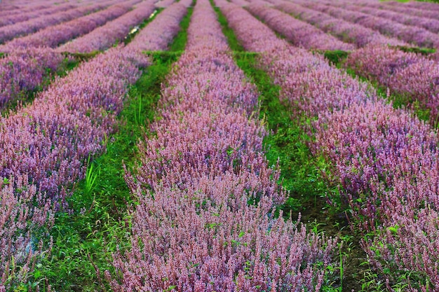 décor de plantation de fleurs MesonaChinese Mesona