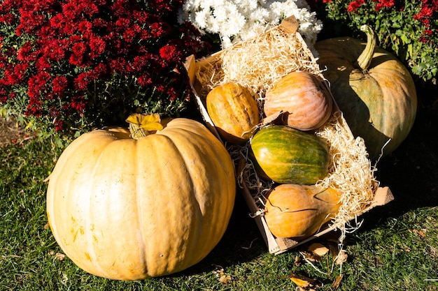 Décor de Thanksgiving avec des citrouilles dans un jardin