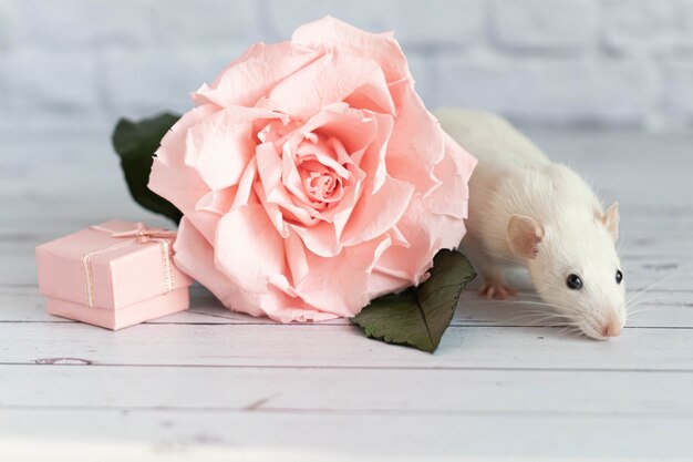 Décoratif mignon rat blanc se trouve à côté d'une fleur rose.