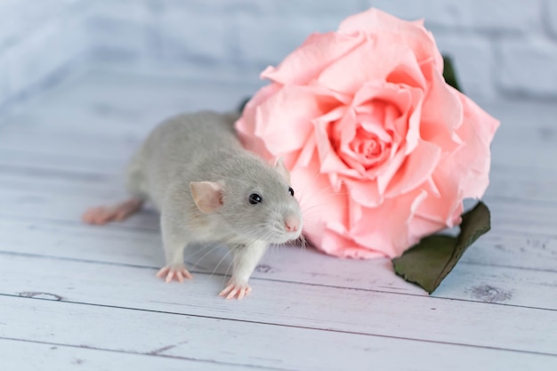 Photo décoratif mignon rat gris se trouve à côté d'une fleur rose. sur le fond d'un mur de briques blanches. un gros plan d'un rongeur.